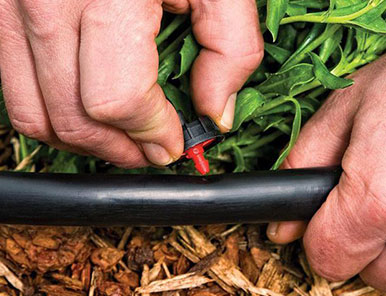 Drip Irrigation